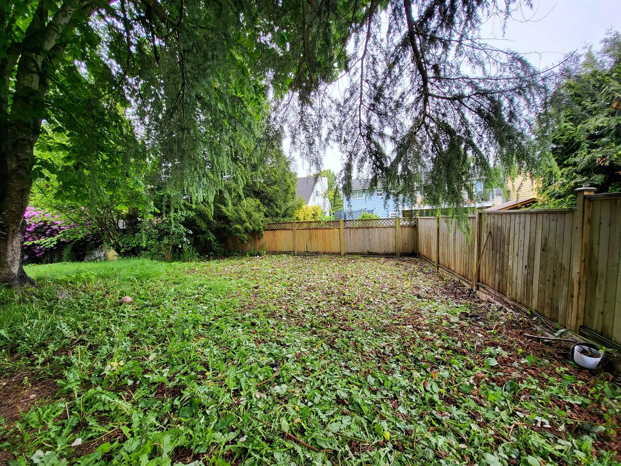 Empty yard space after Big Phil's Rubbish Removal team removed blackberry bushes.