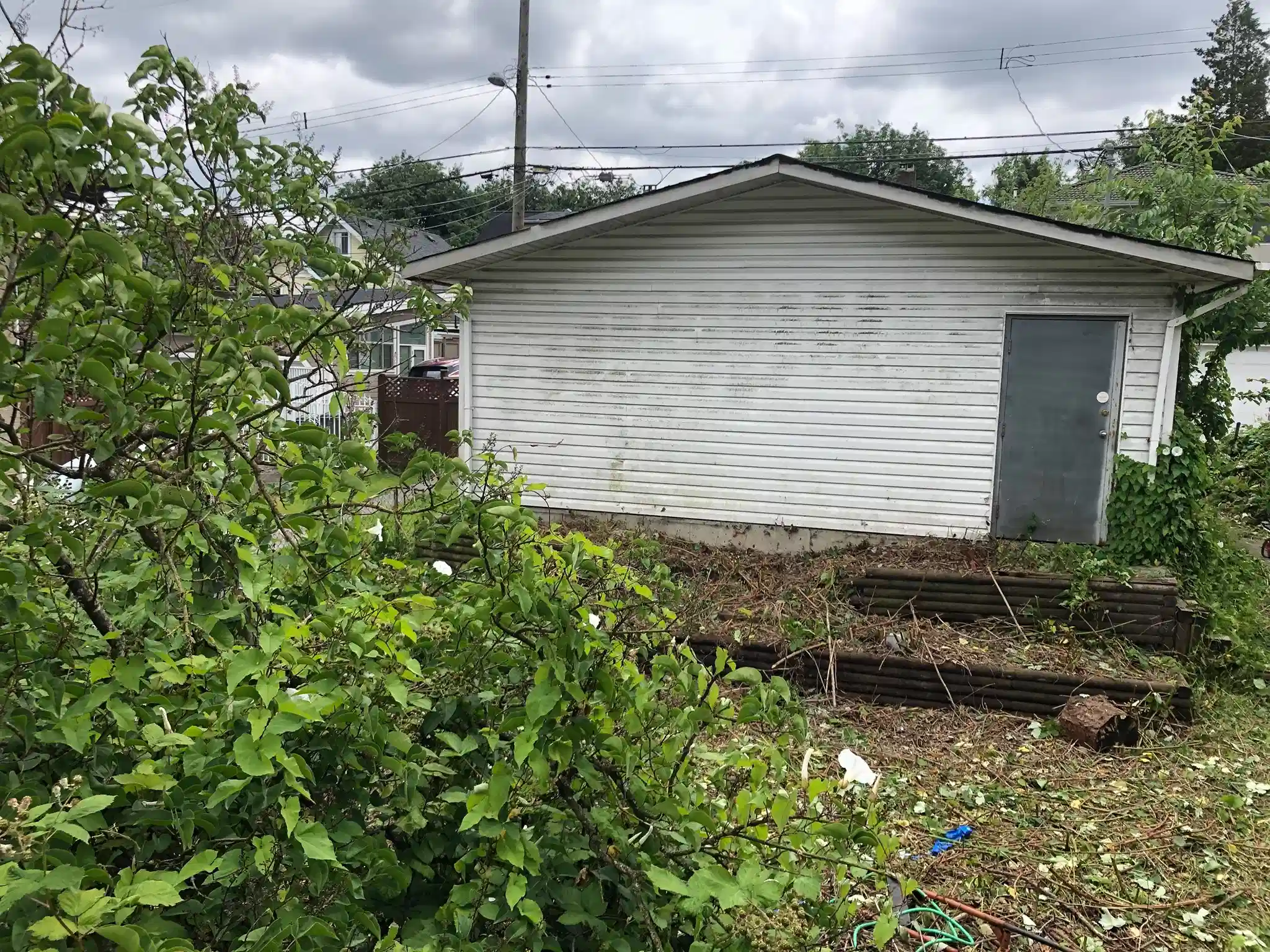 A clean backyard after overgrown blackberry bushes were removed by Big Phil's team.