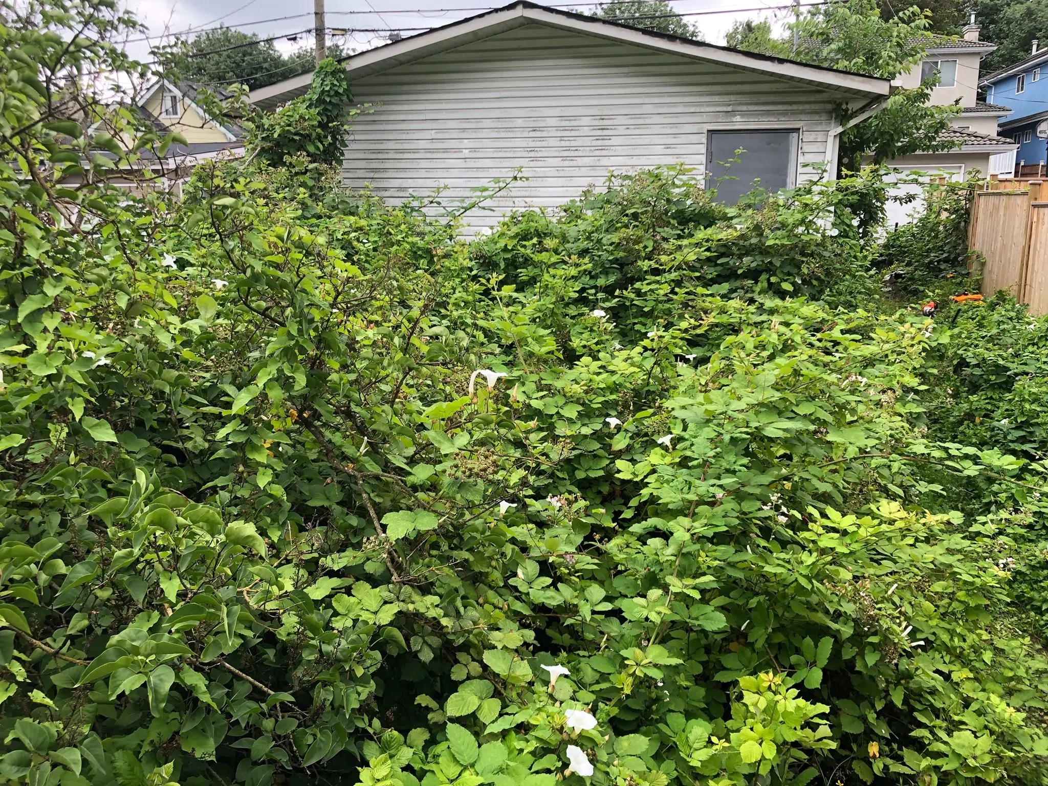 Blackberry Bushes taking over a backyard in Maple Ridge, BC, Canada
