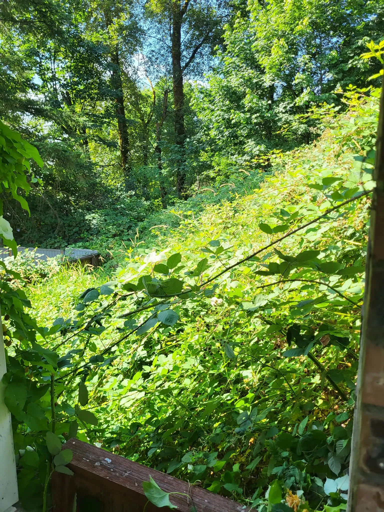 Tangled blackberry bushes completely covering someone's land in Surrey, BC