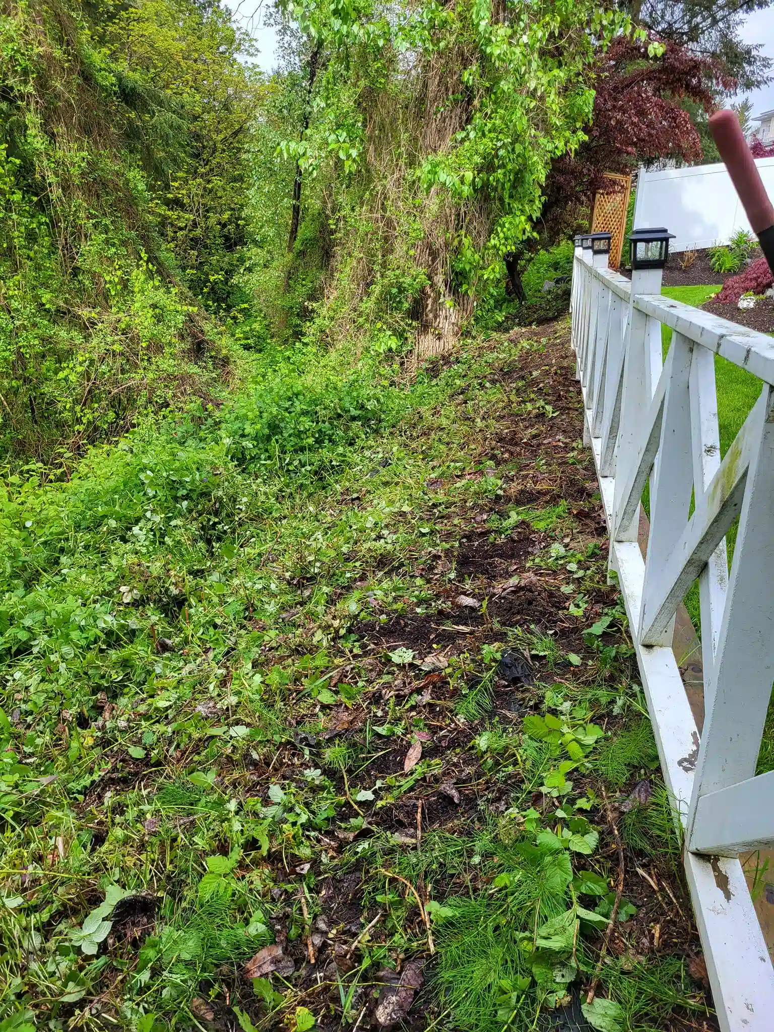 An empty yard after blackberry brambles have been removed in Vancouver