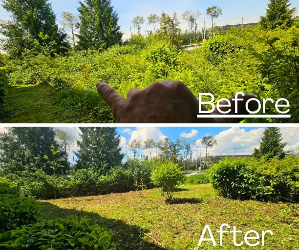 Blackberry Bush Removal Services in Maple Ridge BC before after