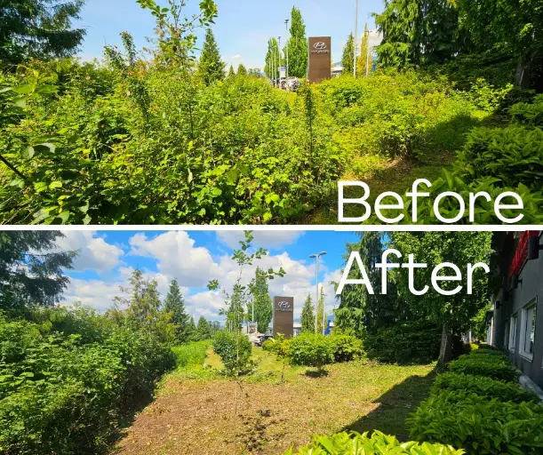 a comparison of a green landscape after black berry bush removal