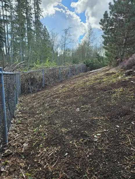 Brush Cutting Services in Maple Ridge, BC